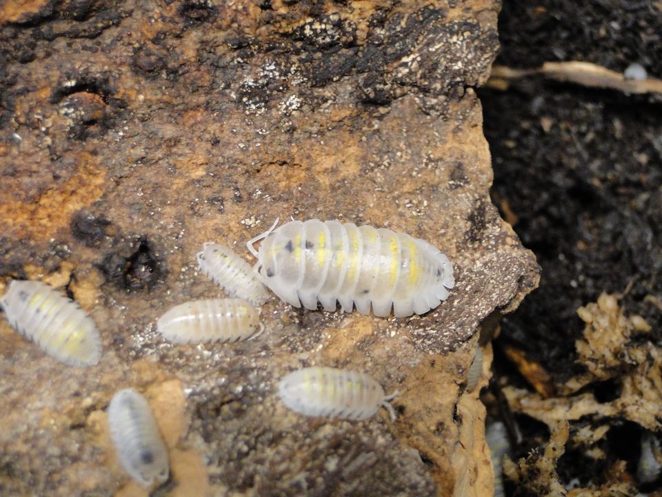 Armadillidium vulgare "Magic Potion" Zierassel in Bad Waldsee