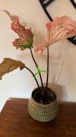 Plant Hooks / Caladium, Anthurium, Philodendron, Monstera Saarland - Neunkirchen Vorschau