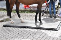 Mobile Pferdewaage Nordrhein-Westfalen - Menden Vorschau