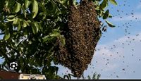 Bienenschwarm im Garten? Brandenburg - Leegebruch Vorschau