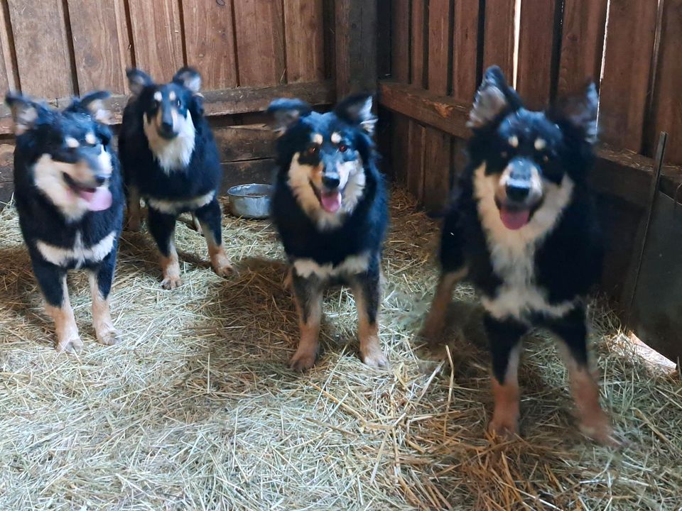 Gelbbacken junghunde in Harburg (Schwaben)