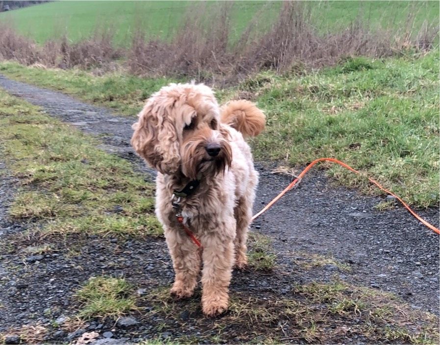 Hundebetreuung in Burgwald