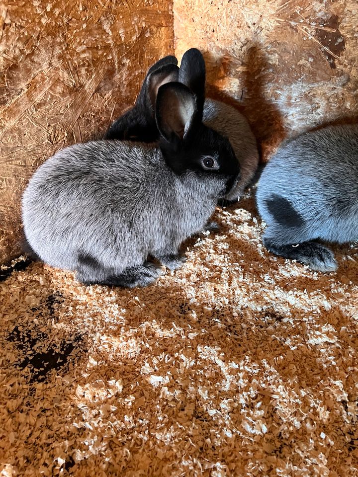 Helle Groß Silber Kaninchen zu verkaufen in Schellerten