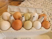 Frische bunte Eier bio von glücklichen Hühner Schleswig-Holstein - Langwedel Vorschau