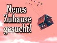 Haus zur Miete für nette vierköpfige Familie gesucht Niedersachsen - Cuxhaven Vorschau
