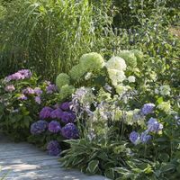 Pflanzen für Garten Berlin - Steglitz Vorschau