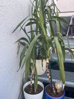 Yuccas/ Yucca Palmen 2 Stück Baden-Württemberg - Meckenbeuren Vorschau