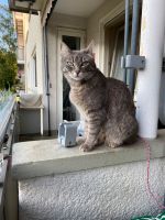 Freigänger am Aquilapark Nordrhein-Westfalen - Leverkusen Vorschau