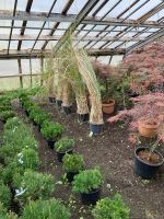 Pflanzen, Bäume aus heimischer Baumschule Bayern - Schechen Vorschau