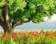 Fototapete, Im Garten, Mohnblumen, Baum, Natur, Landschaft Baden-Württemberg - Kippenheim Vorschau