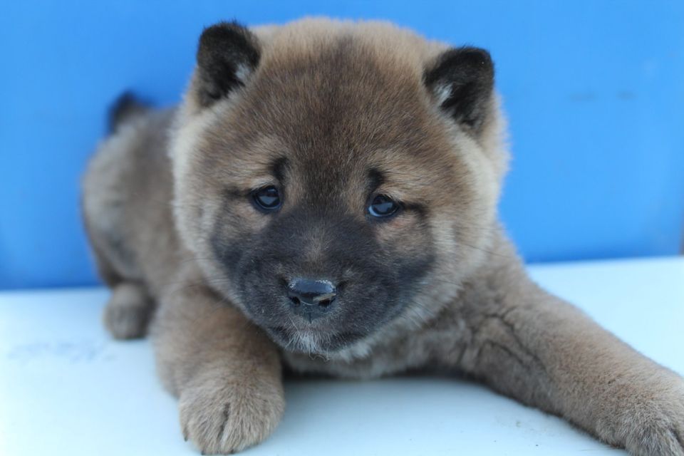 Shiba Inu Welpen in Landsberg (Saalekreis)