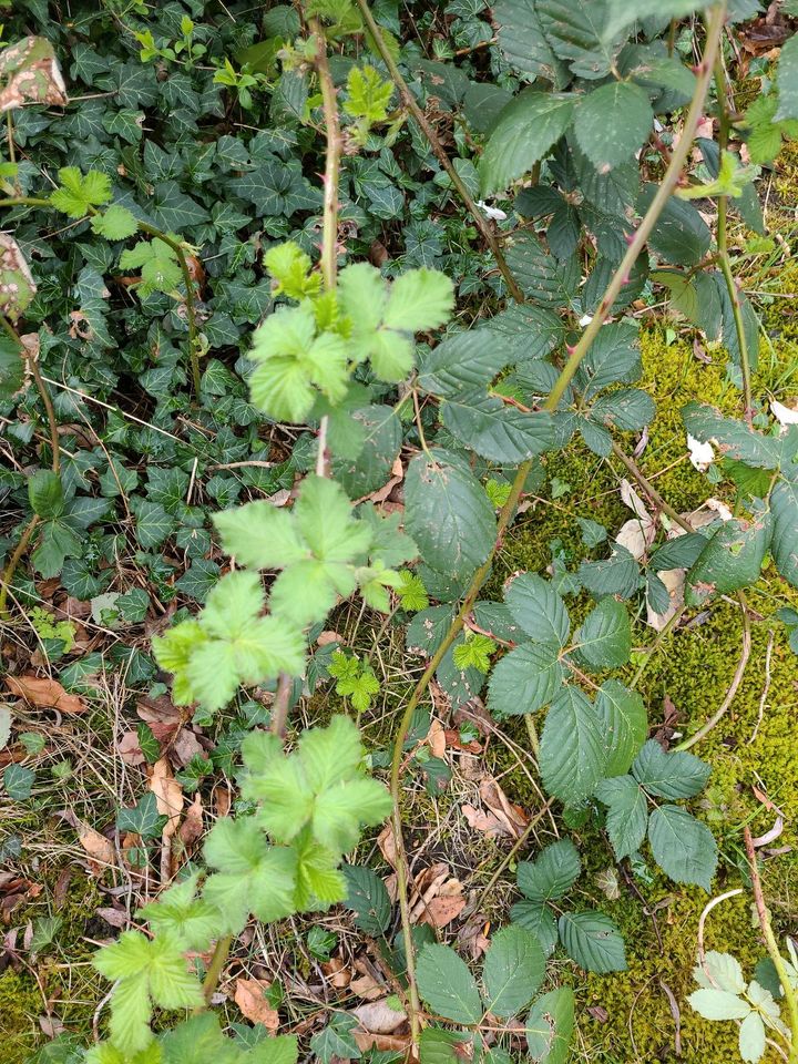 Brombeer Pflanzen zu verschenken in Altlandsberg