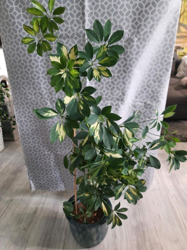 Schefflera-Strahlenaralie,weiß-bunte Blätter in Lübtheen