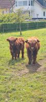 Hochlandrind , Highland Cattle Hessen - Bad Hersfeld Vorschau