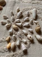 Muscheln / Malediven Baden-Württemberg - Efringen-Kirchen Vorschau