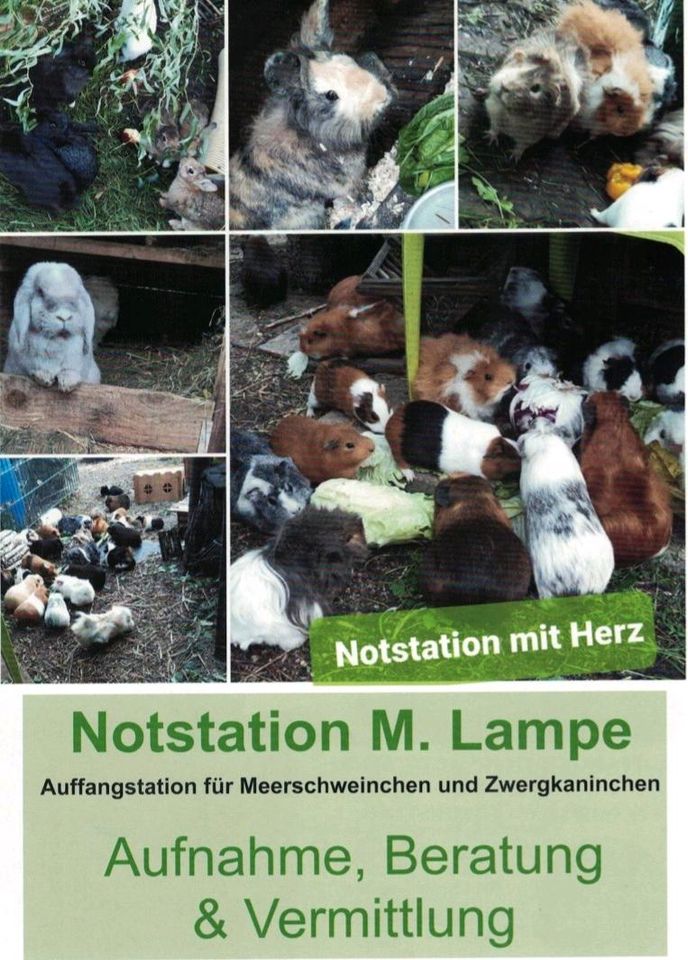 ❣geimpfte & kastrierte Zwergkaninchen❣ aus geprüfter Notstation ❣ in Hakeborn