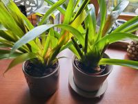 Bromelien 2 Stück zusammen Niedersachsen - Nienburg (Weser) Vorschau