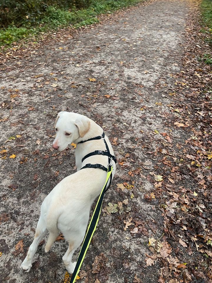 lieber ausgeglichener Marley Labrador ähnlich in Köln