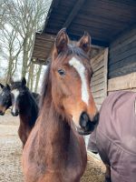 Esmeraldo Hengst/Wallach Fohlen Springpferd Vielseitigkeit Herzogtum Lauenburg - Schwarzenbek Vorschau