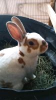 Kaninchen in Außen und Innenhaltung Hessen - Hanau Vorschau