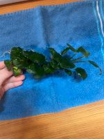 Anubias Aquarium Pflanze Hessen - Marburg Vorschau