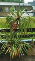 Yucca Palme Palmlilie immergrüne winterharte Grünpflanze Sachsen - Haselbachtal Vorschau