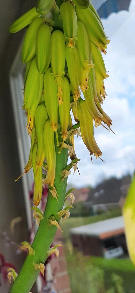 Pflanzen / Ableger ( Mehrere verschiedene Pflanzen) in Schafstedt