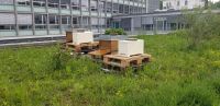 Bienen: Carnica Ableger Zander Gesundheitszeugnis Wiesbaden Hessen - Wiesbaden Vorschau