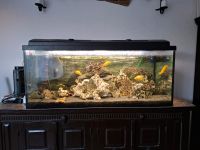 Aquarium 300 Liter // Malawi Barsche Essen - Steele Vorschau