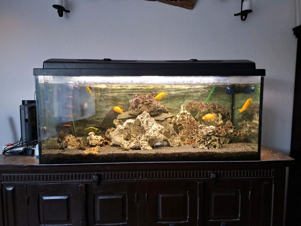 Aquarium 300 Liter // Malawi Barsche in Essen
