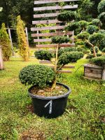 Gartenbonsai Formgehölze Formschnitt Japangarten Ilex Bayern - Bogen Niederbay Vorschau