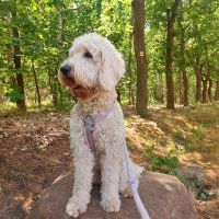 Goldendoodle 24.05.2021 Wurfgeschwister aus Sponholz Brandenburg - Cottbus Vorschau