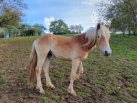 Zweijährige Haflinger-Stute "Lady Gaga" Hessen - Fischbachtal Vorschau