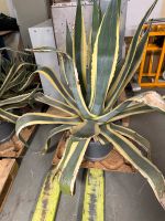 Agave Pflanze Thüringen - Ohrdruf Vorschau