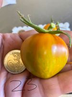 Tomaten Orange- Grüne marmoriert aus Kuba alte Sorte Baden-Württemberg - Esslingen Vorschau