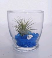 Luftpflanze Airplant Tillandsia im Glas Schleswig-Holstein - Schuby Vorschau