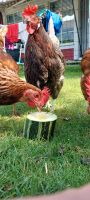 Frische Hühner und Wachtel Eier Herzogtum Lauenburg - Schnakenbek Vorschau