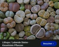 Suche "lebende Steine" zu verschenken  Eimsbüttel - Hamburg Stellingen Vorschau