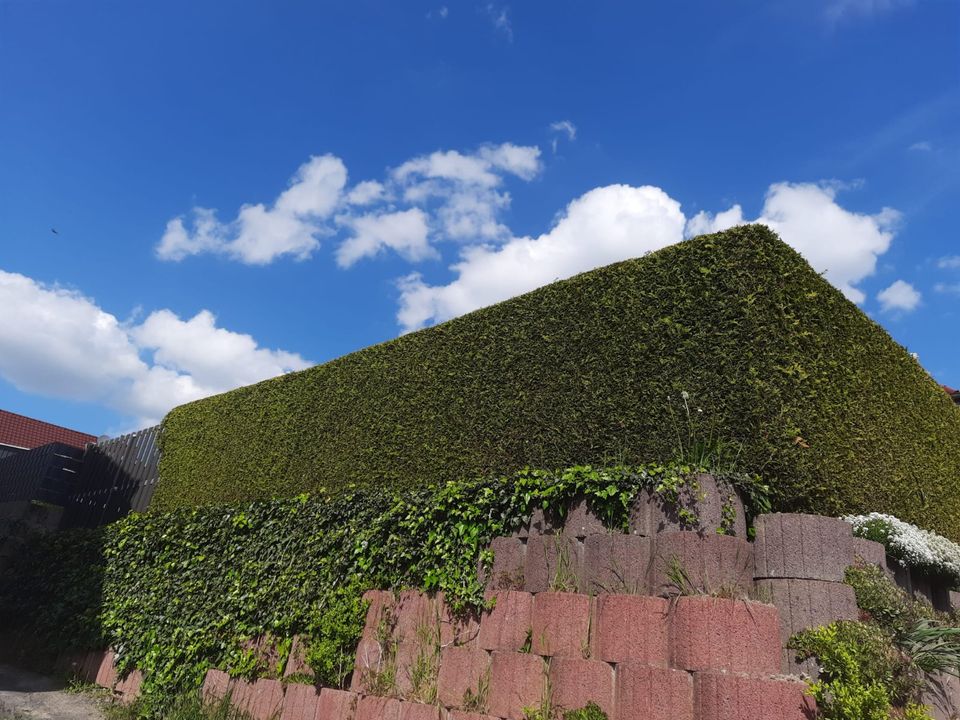 Ca 15 Meter Lebensbaum, Thuja zu verschenken. in Hann. Münden