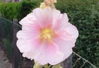 20 Samen Stockrose weiss mit rosa Streifen Berlin - Tempelhof Vorschau