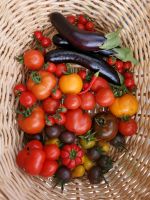 über 50 Sorten Tomatenpflanzen Vorbestellung Brandenburg - Schwarzbach Vorschau