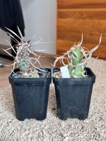 2er Set : Tephrocactus articulatus  rar Kaktus Nordrhein-Westfalen - Erftstadt Vorschau