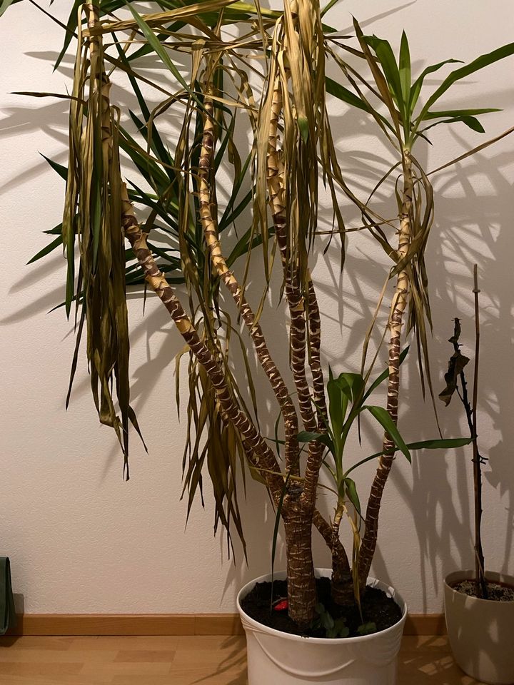 Yucca Palme 2 Meter mit 3 stämmen in Karlsruhe