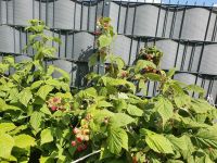 Himbeeren - Himbeer Setzlinge / Ableger - sehr gute Sorte Baden-Württemberg - Karlsruhe Vorschau