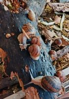 ❤️ Gefleckte Weinbergschnecken Cornu aspersum ❤️ Nordrhein-Westfalen - Steinfurt Vorschau