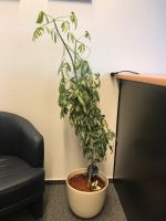 Schefflera Zimmerpflanze 140 cm mit Übertopf Berlin - Zehlendorf Vorschau