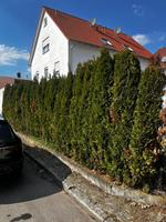 Lebensbaum Thuja Smaragd ca. 3 Meter Baden-Württemberg - Heilbronn Vorschau