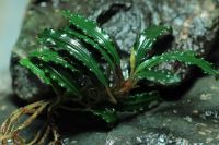 Bucephalandra Godzilla Wasserpflanzen Frankfurt am Main - Nordend Vorschau