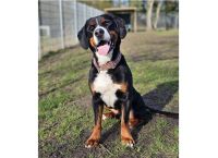 LOUI 4-jähriger Swissy Dog - Großer Schweizer/Berner Sennenhund Schleswig-Holstein - Mözen Vorschau