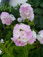 Phlox paniculata  – Hoher Sommer-Phlox in Sorten / Stauden Hessen - Oberursel (Taunus) Vorschau